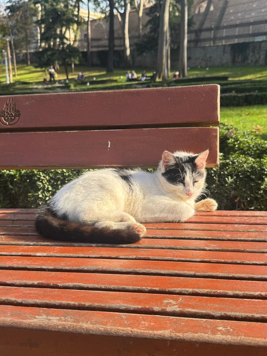 A black and white cat napping in the sun on a red park bench