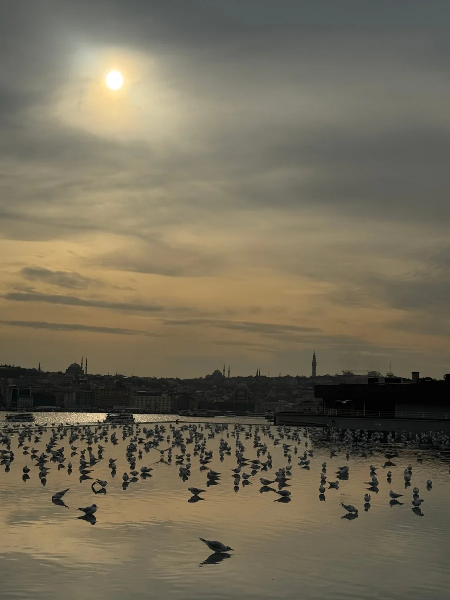 Gulls standing in shallow water at sunset, with Istanbul's mosques on the skyline