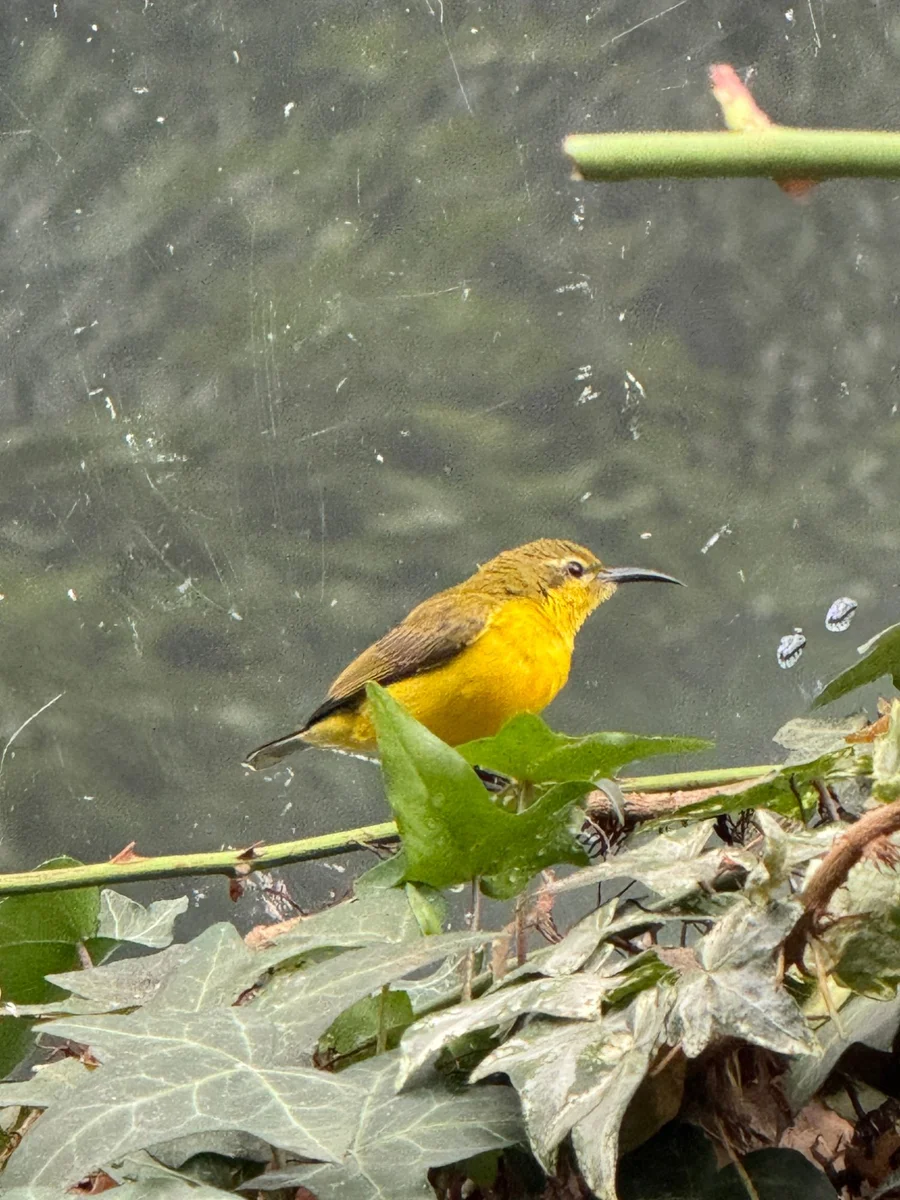 A yellow sunbird perched among ivy leaves