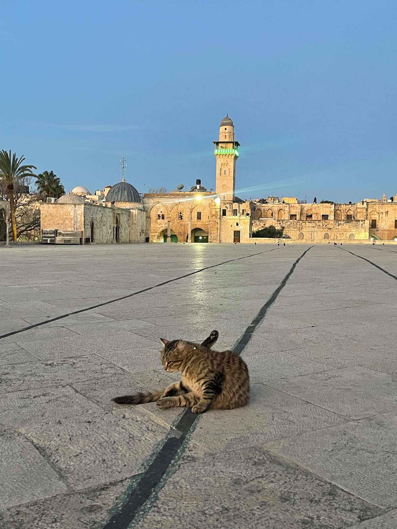 A tabby cat resting on a wide stone courtyard at dusk, with domes, palm trees and a minaret behind