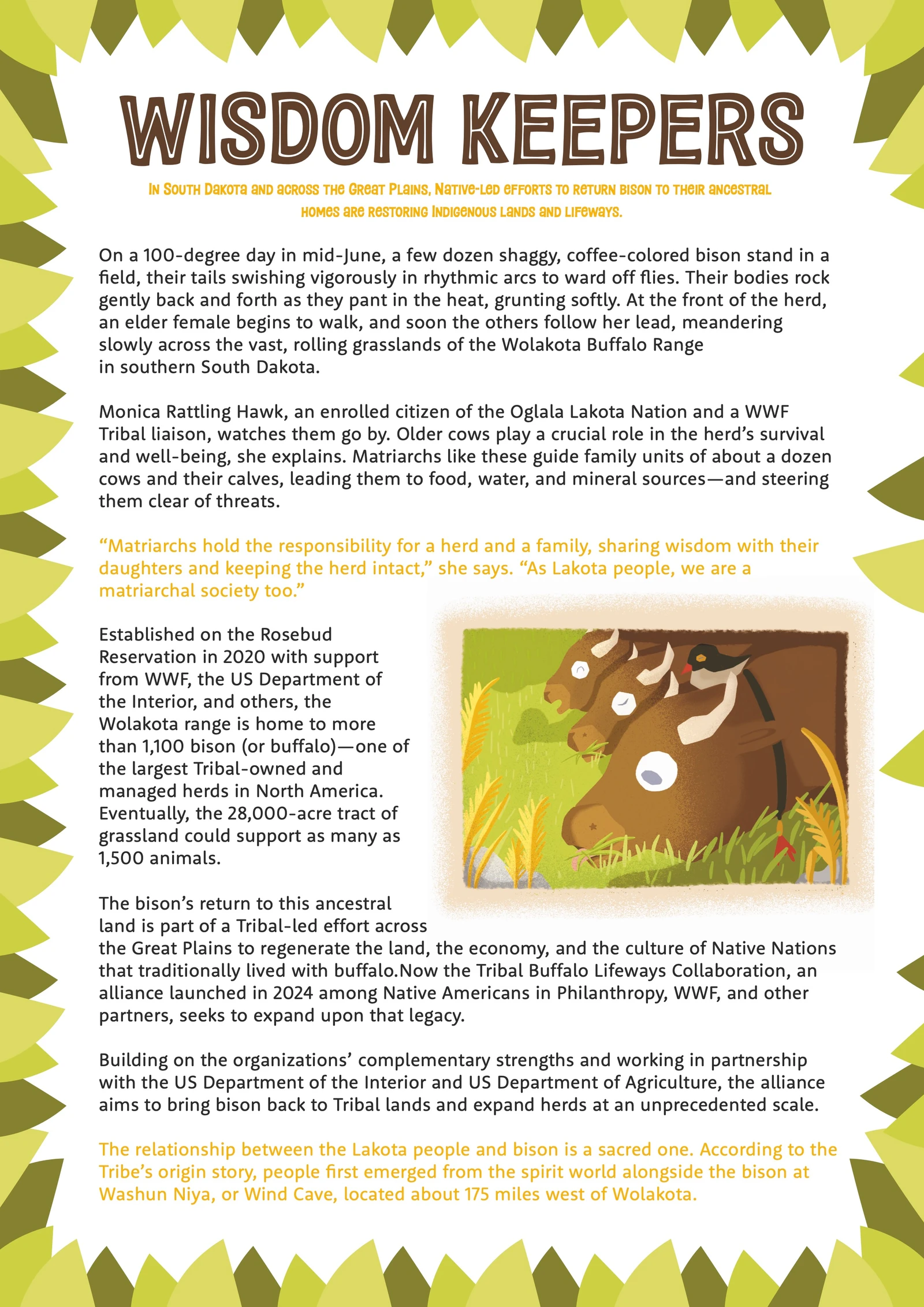 Article page “Wisdom Keepers” about returning bison to Indigenous lands in South Dakota, framed by green leaves, with an illustration of bisons grazing